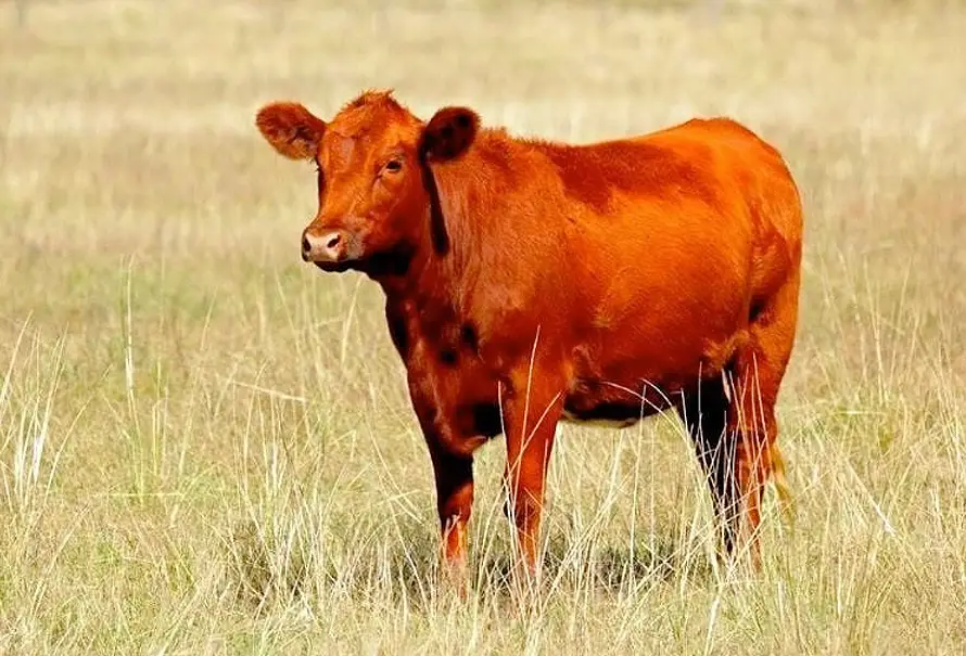 vaca roja